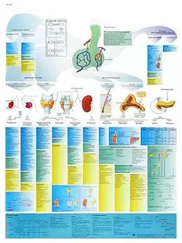 Planche anatomique Le système hormonal (simplifié) VR2638L
