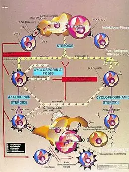 Planche anatomique Immunologie de transplantation VR2665L