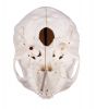 Crâne de démonstration Deluxe en 14 pièces pour études avancées 4800 Erler Zimmer