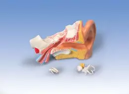 MEDart™Oreille MAE10