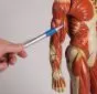 Modèle anatomique de muscle, 1/3 grandeur nature B90 Erler Zimmer