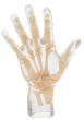 Fantôme radiographique de la main Erler Zimmer transparent