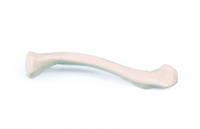Clavicule, droite Erler Zimmer 3085R