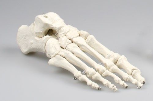 Modèle de squelette du pied 6050 Erler Zimmer
