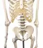 Squelette Otto avec ligaments sur roulettes 3004 Erler Zimmer