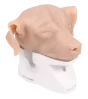 Simulateur d'otoscopie canine Erler Zimmer