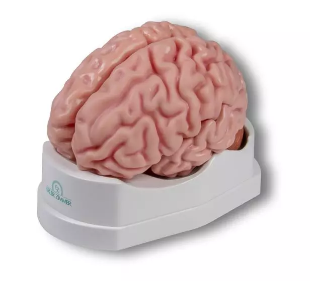 Modèle de cerveau en 5 parties Erler Zimmer C918