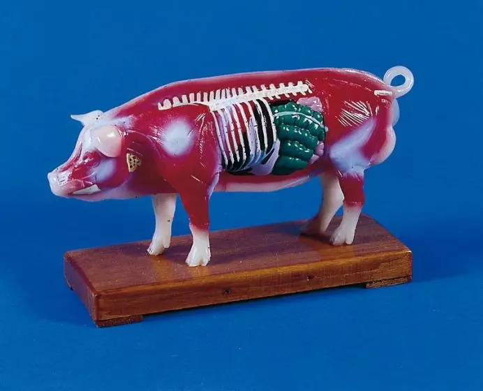 Modèle d'acupuncture chinoise sur cochon 2054 Erler Zimmer