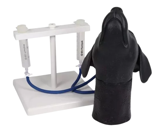 Modèle de tête canine Erler Zimmer pour entraînement à la ponction veineuse jugulaire