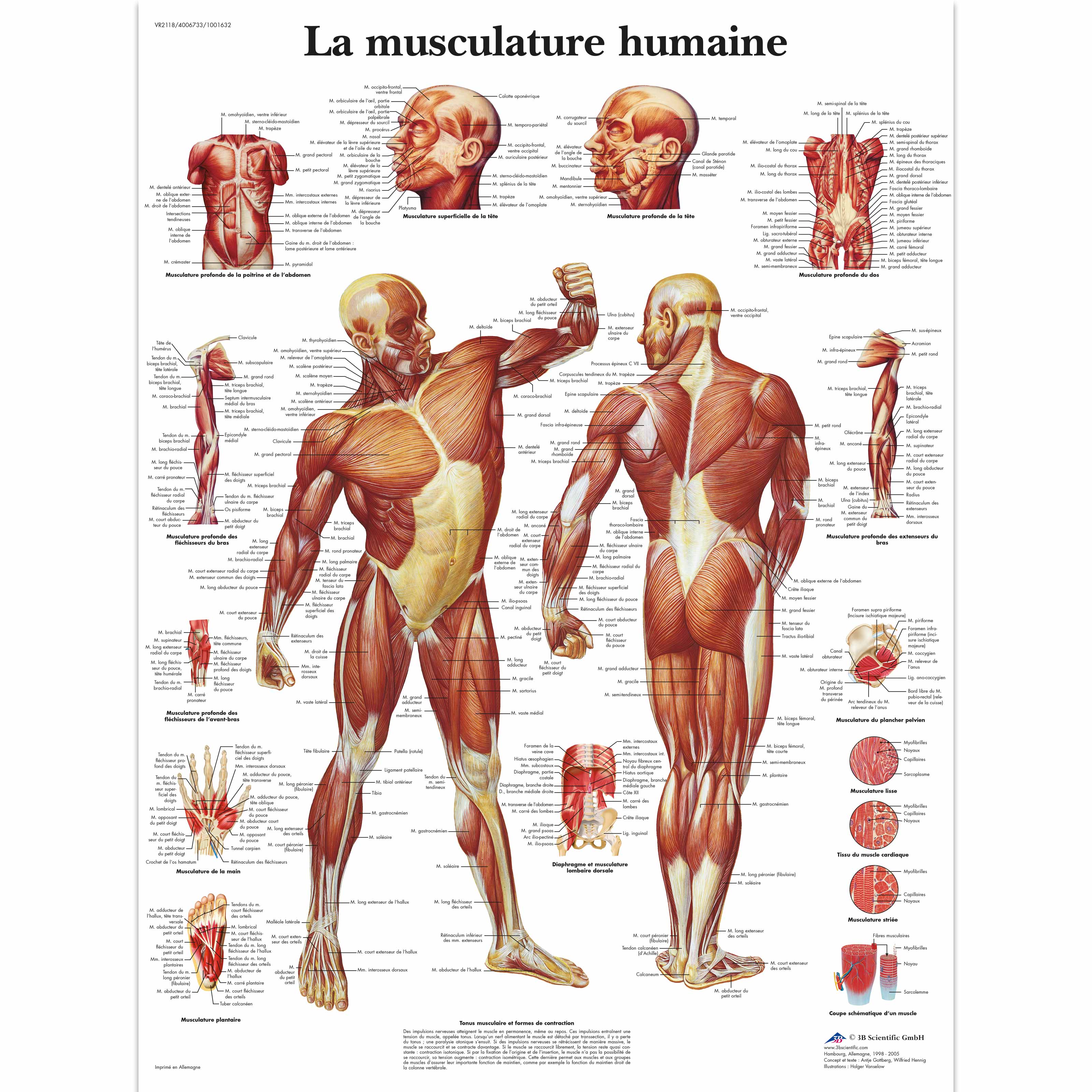 Anatomie de la musculature humaine VR2128L à 18,90 €