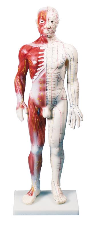 Modèle de l'examen physique du nouveau-né - Chine Modèle de l'examen  physique du nouveau-né, modèle de corps humain