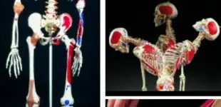 Medline  Mini squelette Shorty, muscles peints, sur socle A18/5