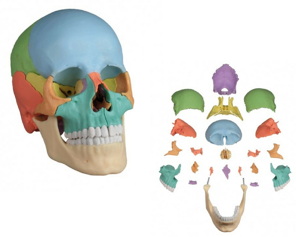Anatomie - Atlas du corps humain : Crâne - Doctissimo