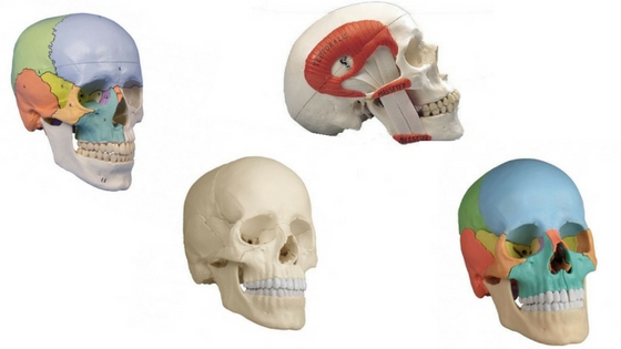 Vue De Face Du Crâne Humain Anatomie