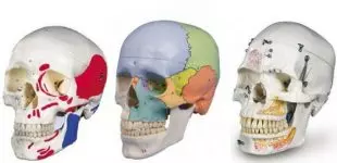 Modèle de crâne humain classique numéroté de 9 de haut - Qualité médicale  - 3 pièces - Avec coutures peintes - 54 pièces - Écriture numérotée - Avec  affiche : : Commerce, Industrie et Science