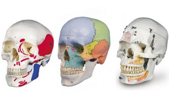 Anatomie - Atlas du corps humain : Crâne - Doctissimo