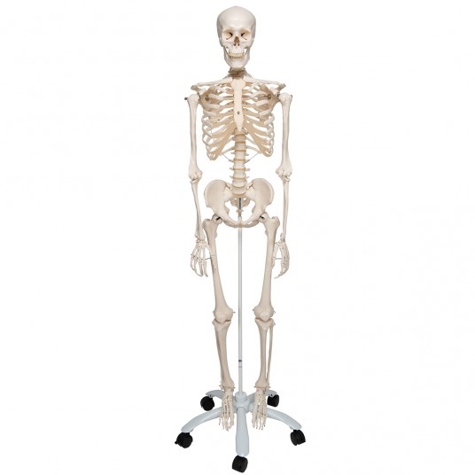 Mini modèle de squelette de colonne vertébrale humaine fabriqué à la main